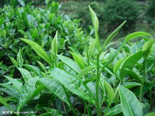 茶葉專(zhuān)用抗旱保水劑